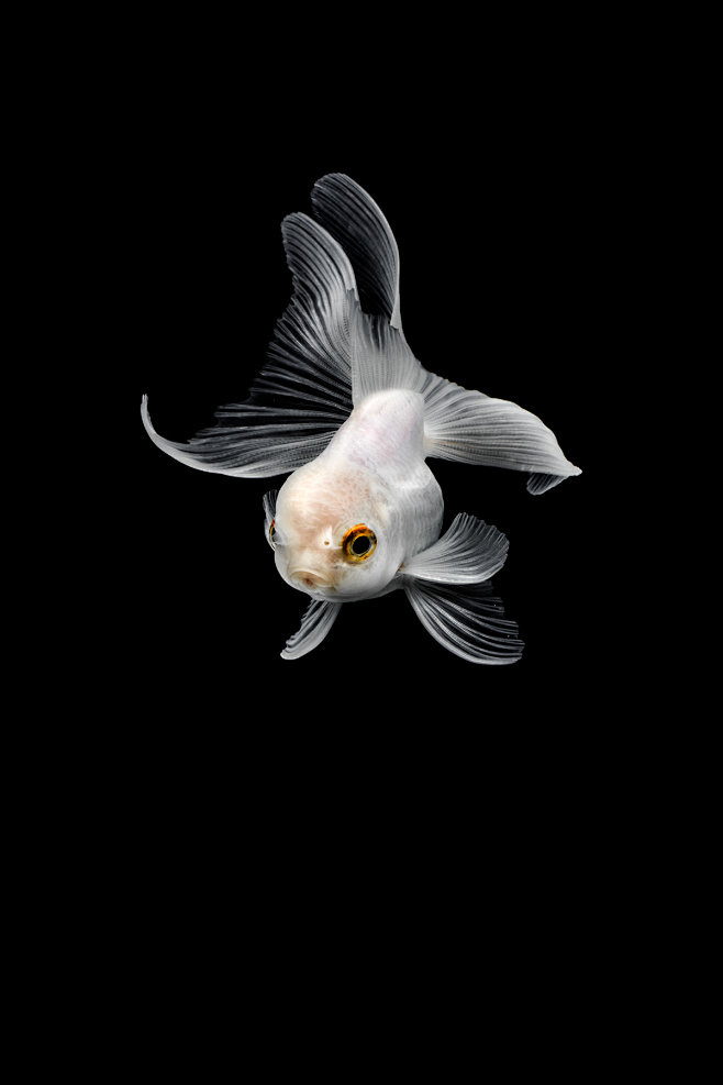 white : take a photograph of white goldfish金鱼 golden fish