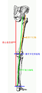 人体腿部肌肉骨骼结构图右腿外侧面素材图片