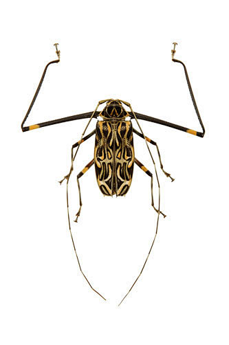 天牛甲虫昆虫鞘翅目长臂天牛