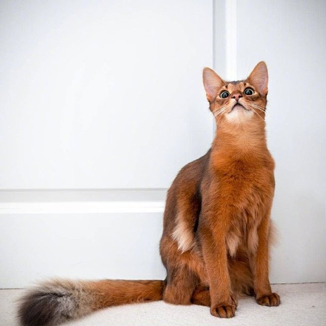 errol是一只索马里猫这颜值简直过分了67676767