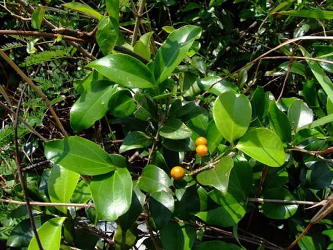 馬錢子植物圖片