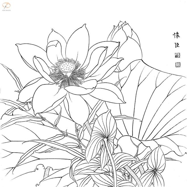 教程李怀臣工笔荷花绘制步骤图45p独家工笔画解析中国工笔画论坛工笔