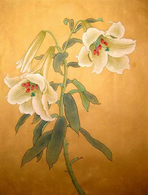 工笔百合花清新脱俗