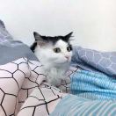 智灵M