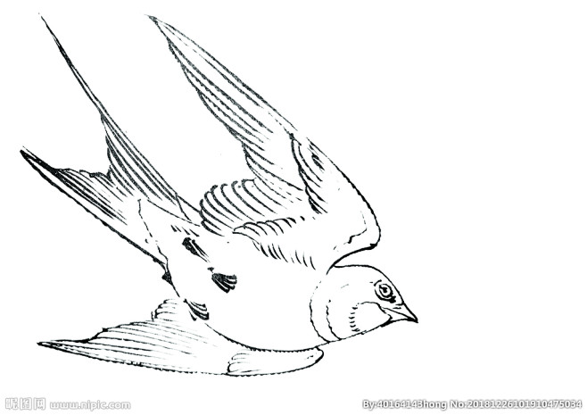 高大逗从wangxuecheng转采于2022-03-01 17:23:57燕子人体速写高大逗