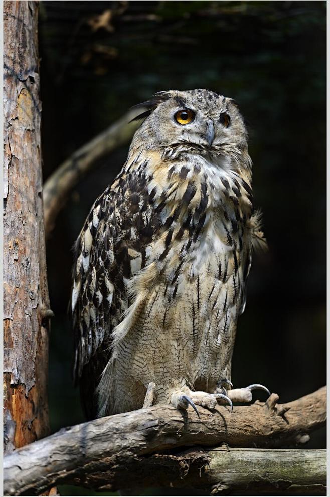 站立树上猫头鹰图片众图网