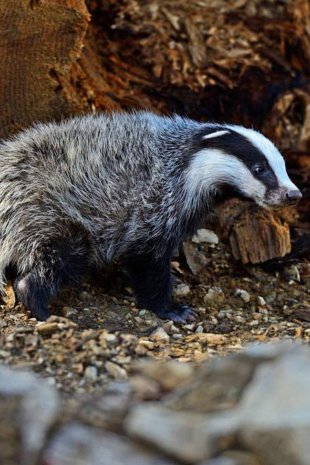 食肉目鼬科獾属獾