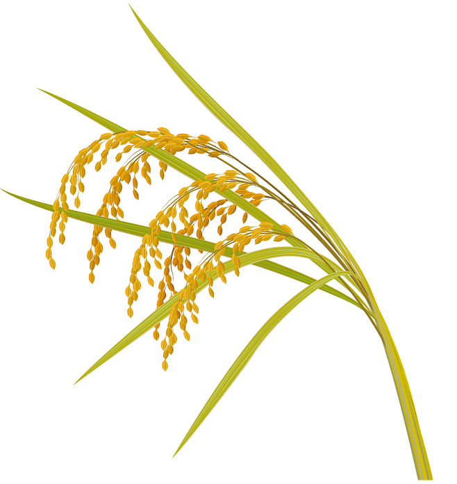 花颜真卿从-冯海鱼-转采于2020-03-13 13:56:34稻谷插画花颜真卿该