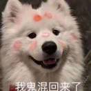 哔哩丽丽