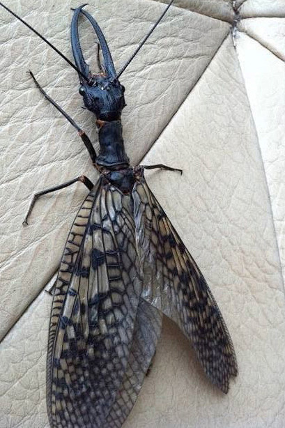 广翅目齿蛉科齿蛉