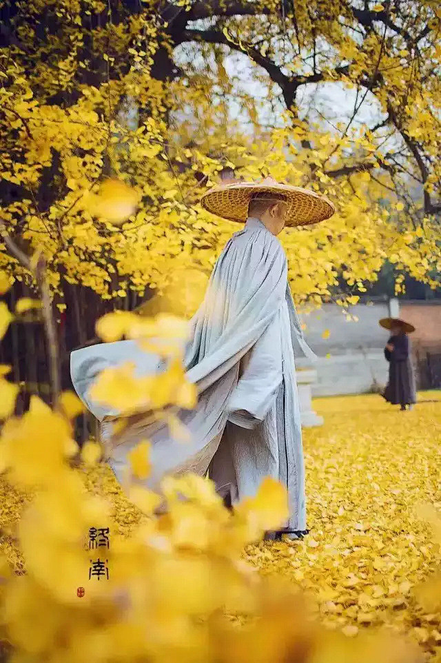 银杏黄了古寺僧人禅意与仙境的味道