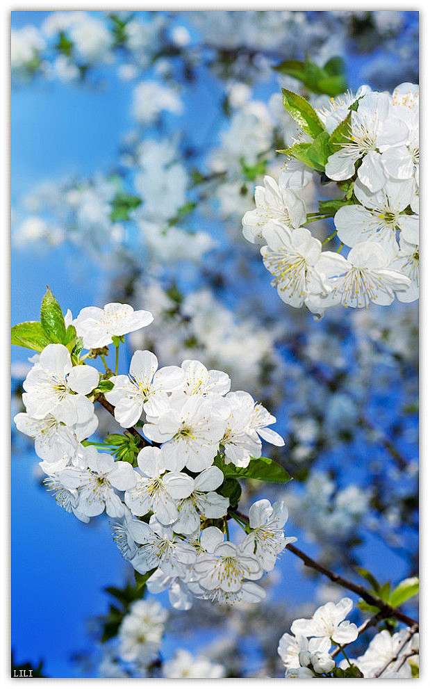 雪舞妖娆从琉璃※轌☆转采于2019-02-26 21:24:32梨花花语雪舞妖娆