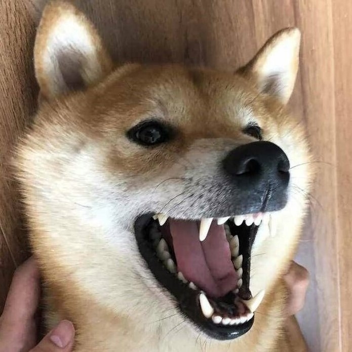 暴躁的甜菜