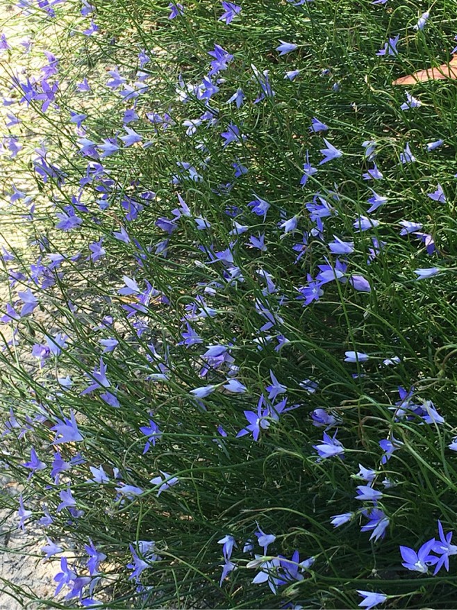 10:36:03桔梗科蓝花参属自然植物恩和8032同采自www