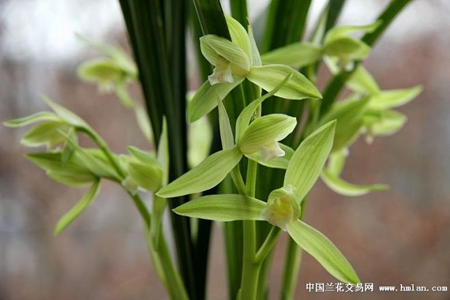 你萌到我了赔钱采集于2016-06-13 12:51:38兰花你萌到我了赔钱该采集