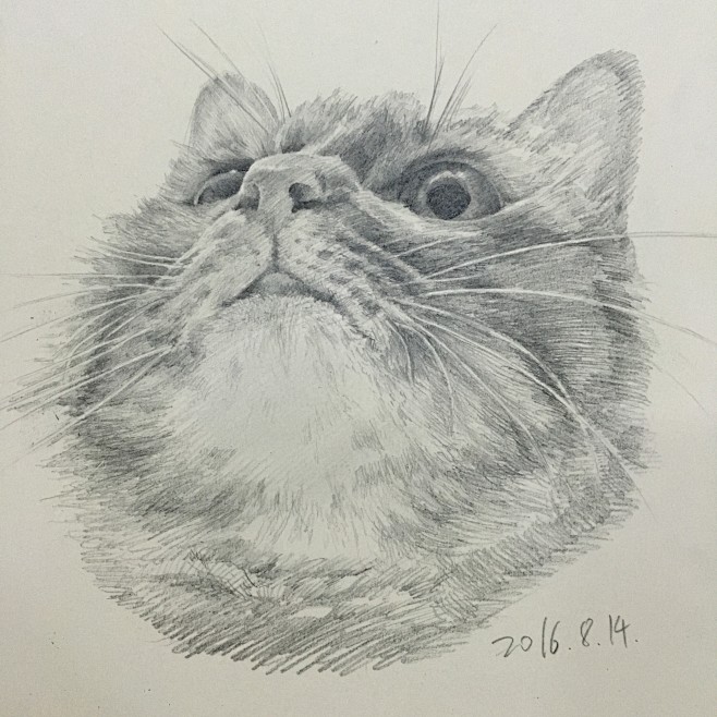 素描猫