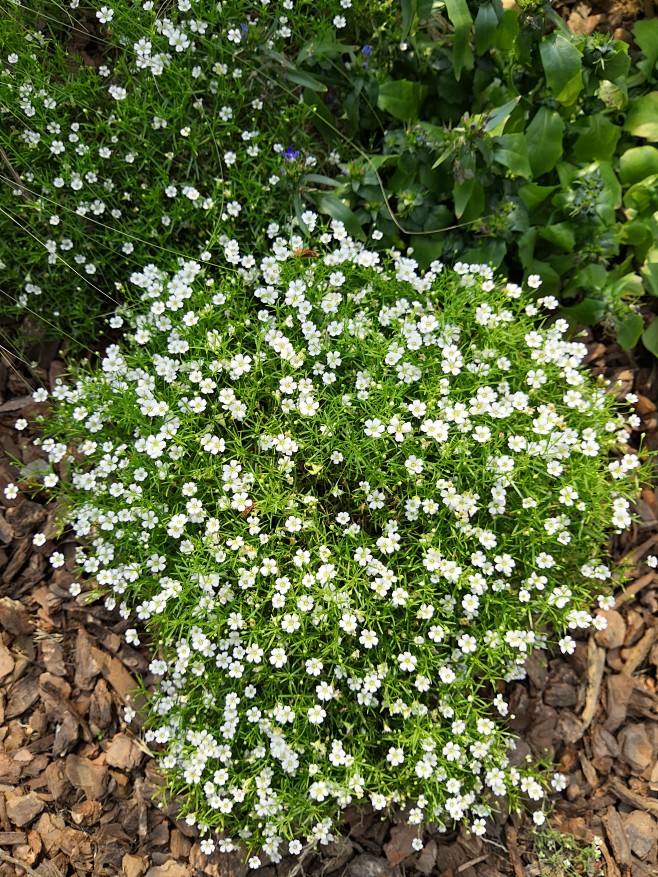 圆锥石头花满天星