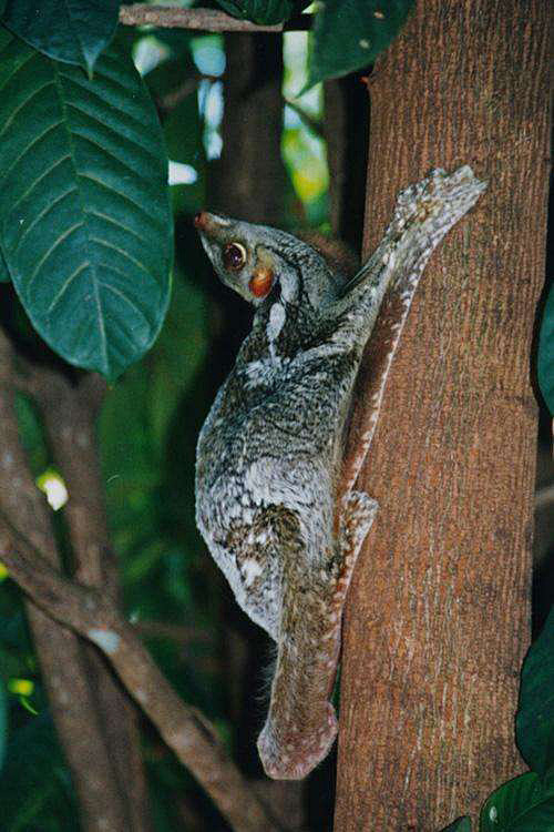 皮翼目鼯猴科斑鼯猴