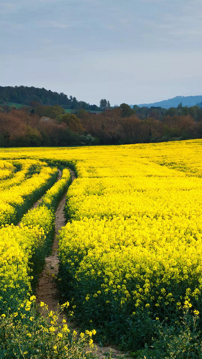 21:27:19春天里的油菜花10喜欢风景这边独好宁馨郁金香该采集也在以下