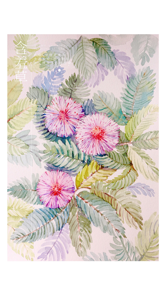 水彩花卉含羞草ppng我的水色日常illustration