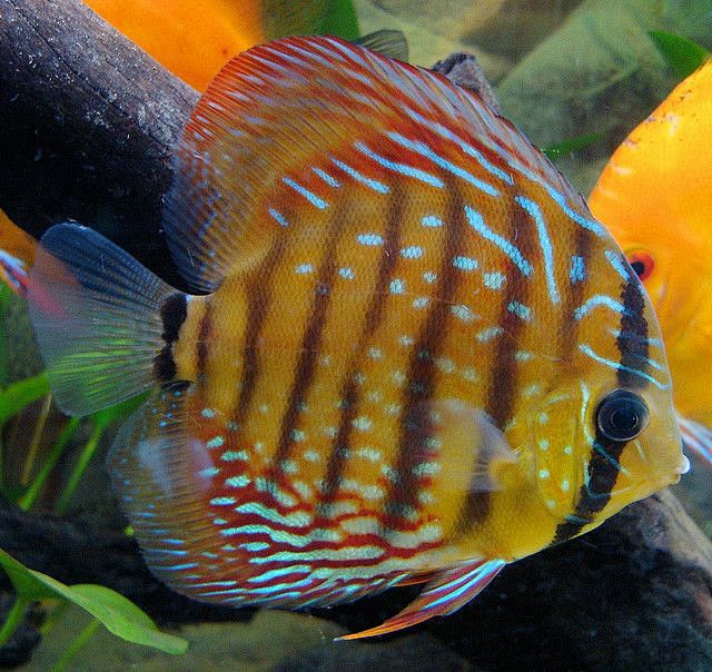discusfish
