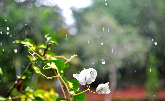 雨天的花卉