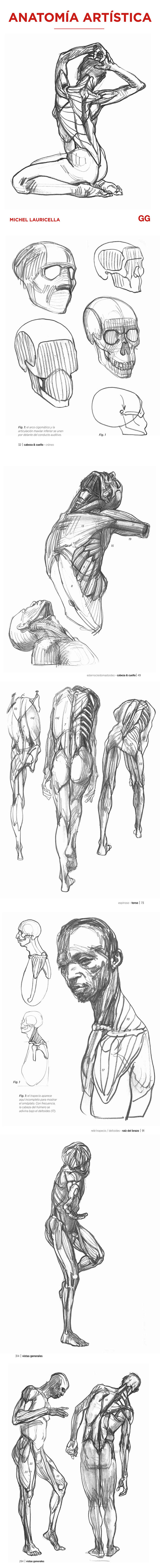 morpho人体形态人体结构人体绘画人体造型艺用速写临摹参考淘宝网