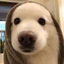 蛋挞超人