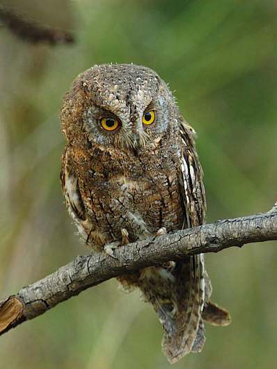 鸮形目鸱鸮科角鸮属东红角鸮幼鸟