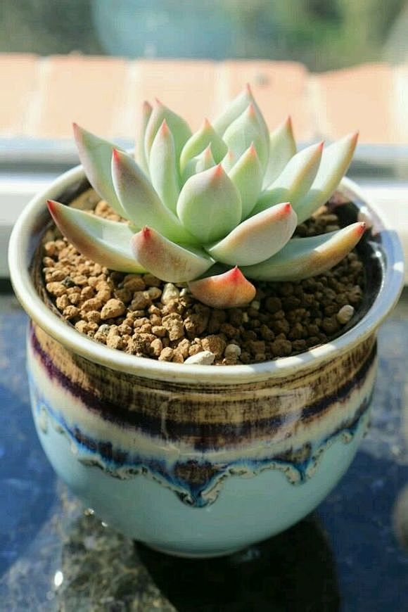 野生卡罗拉多肉植物