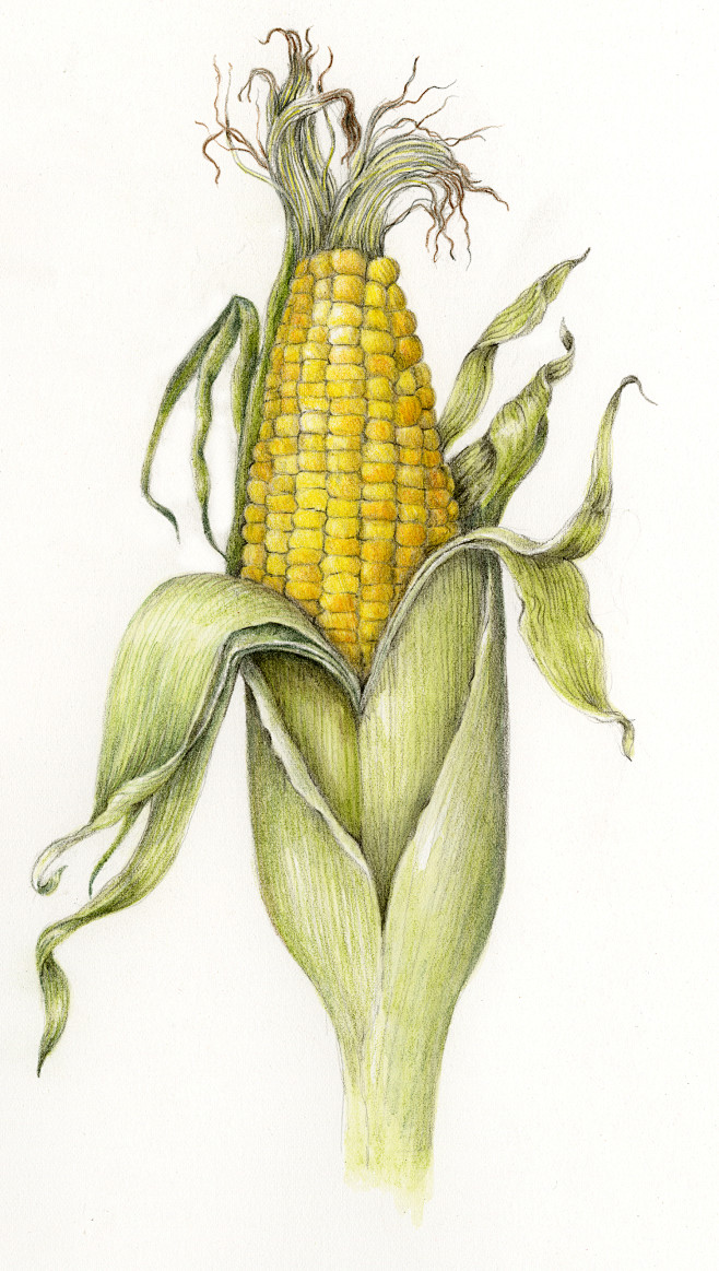 玉米玉米