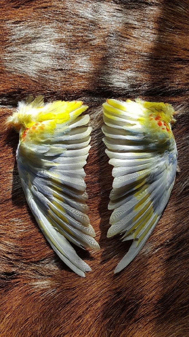 虎皮鹦鹉羽毛标本素材67676767