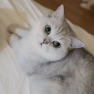 七尺獠牙泛青光