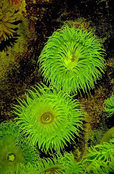 greenanemones