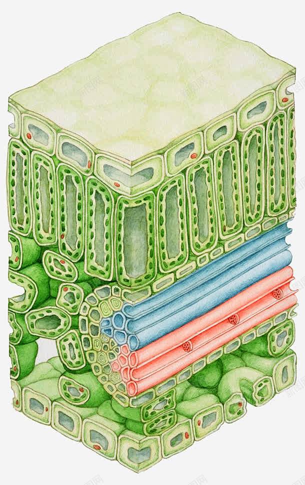 植物表皮细胞创意素材