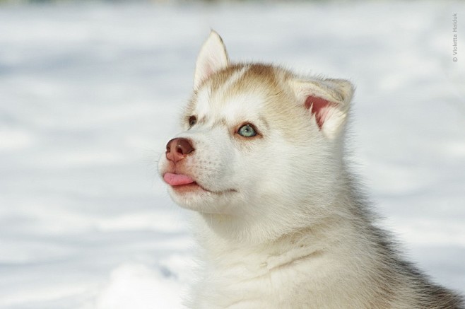 哈士奇幼犬圖片超萌動物哈士奇幼犬圖片