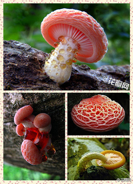 花瓣花语录网盖红褶伞rhodotuspalmatus伞菌目鹅膏菌科粉红色或粉肉色