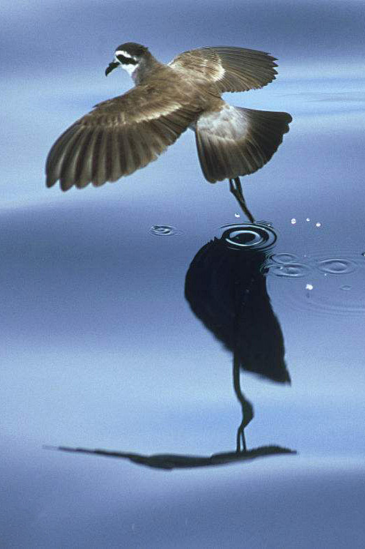 鹱形目海燕科白脸海燕属白脸海燕