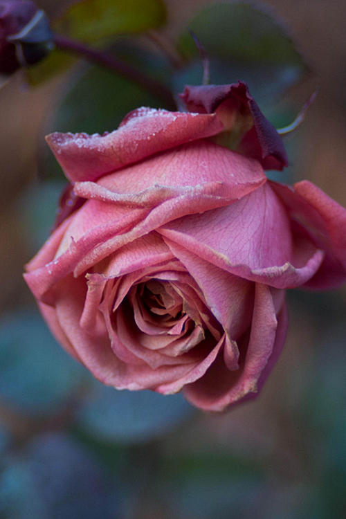 21:08:01凍てつく薔薇(rose frozen)flowerlisakuo同采自www