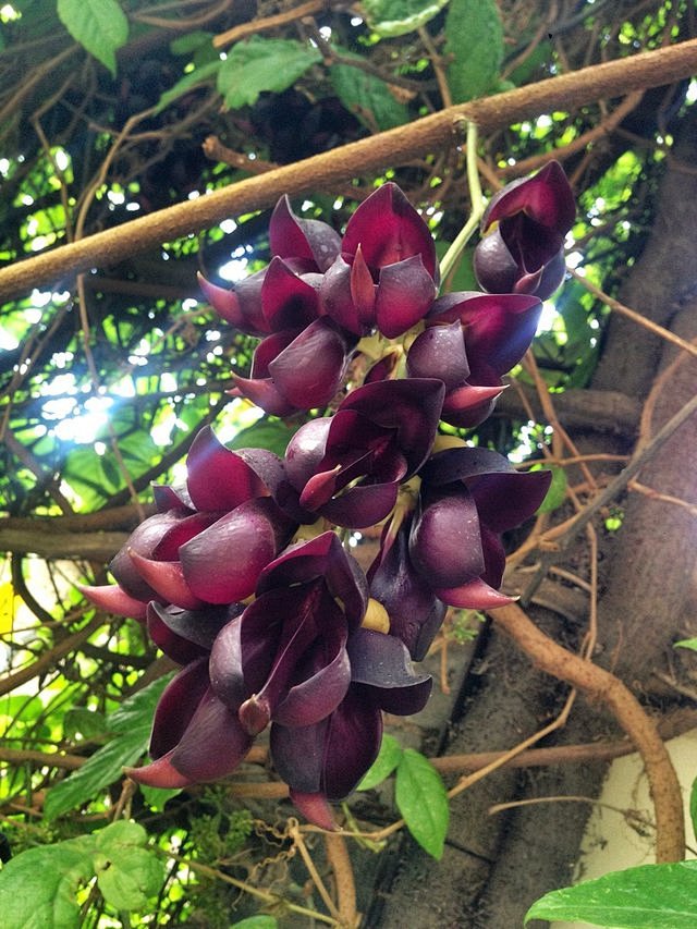 这是什么毛蛋花稀奇古怪的小植物嘟嘟小毛球