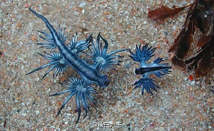 大西洋海神海蛞蝓学名glaucusatlanticus也叫蓝龙或蓑海牛是一种蓝色
