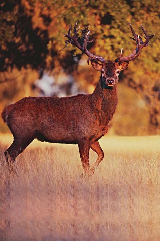 偶蹄目反刍亚目鹿科红鹿