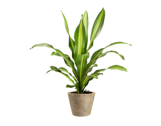 免抠植物素材盆栽png