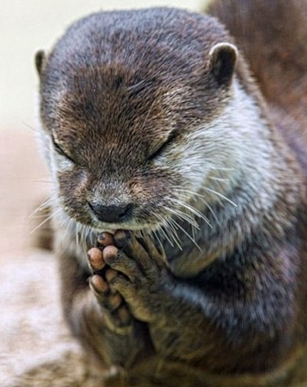 水獭饭前祈祷照萌翻网友双手合十双眼紧闭科教台