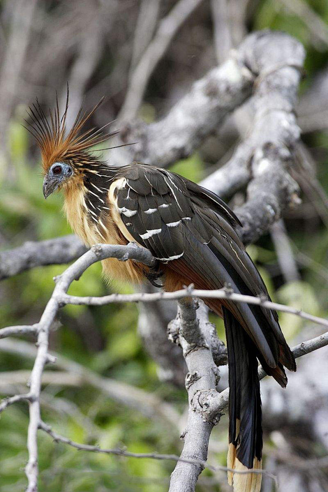 麝雉目麝雉科麝雉属麝雉