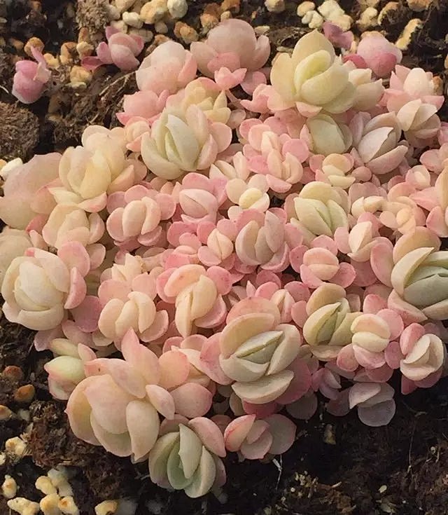 多肉植物柠檬贝瑞