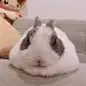 白砂糖小迷糊cy