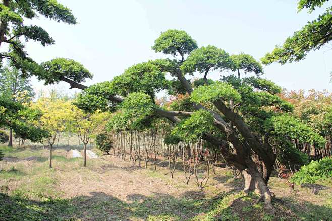 小陈2917从八戒2016转采于2020-05-11 16:35:08造型榔榆造型树小陈