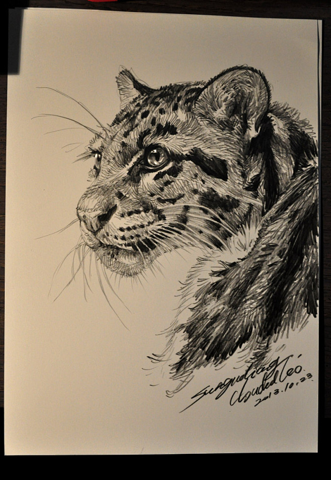 狮鸢sonny的插画云豹半侧脸习作