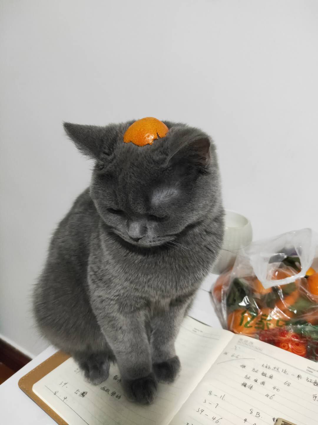 庞庞庞zzz